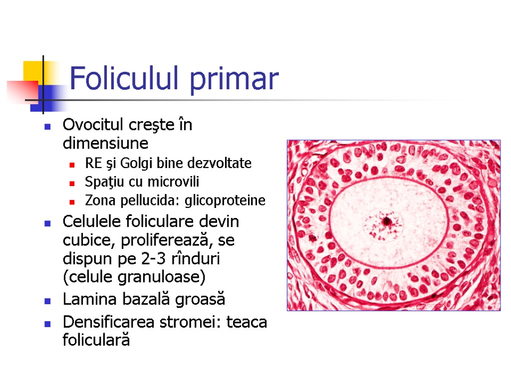 Foliculul primar Ovocitul creşte în dimensiune RE şi Golgi bine dezvoltate Spaţiu cu microvili